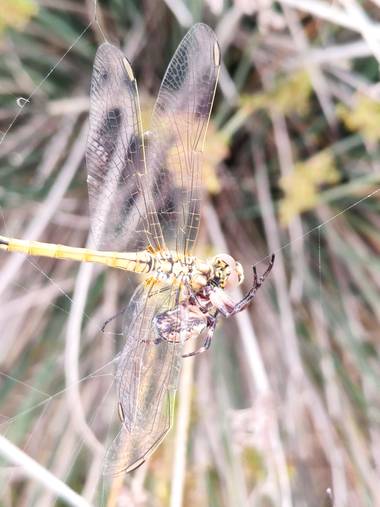 Gabrielfgasparin en Hamelin: Fauna  (La Puebla del Río), Una araña y su comida una pequeña libélula