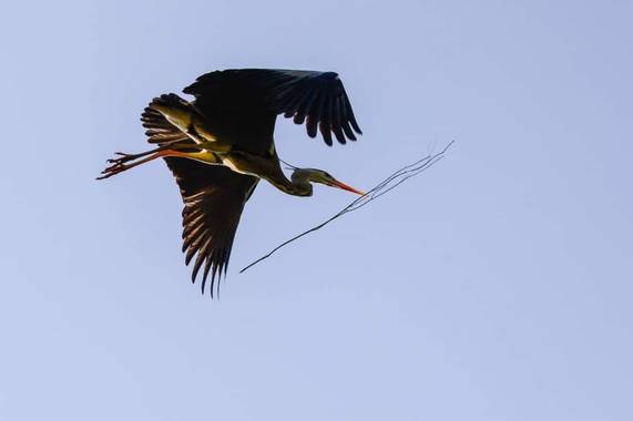 felipericorodriguez en Hamelin: Fauna  (Corvera de Asturias), Ardea cinerea Linnaeus, 1758, Garza Real