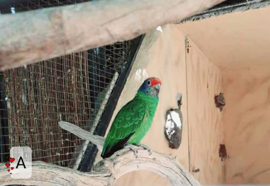 Abigail en Hamelin: Fauna, #aves21 