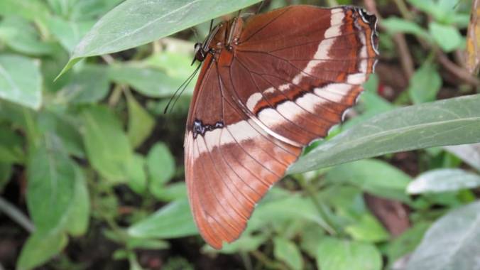 Jesudavid19 en Hamelin: Fauna 
