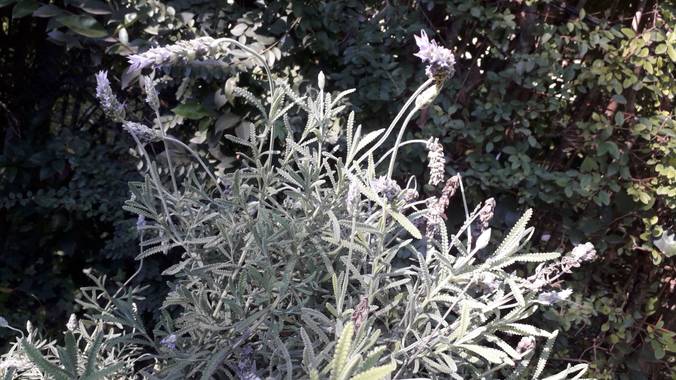 Sol714 en Hamelin: Flora, Lavandula dentata