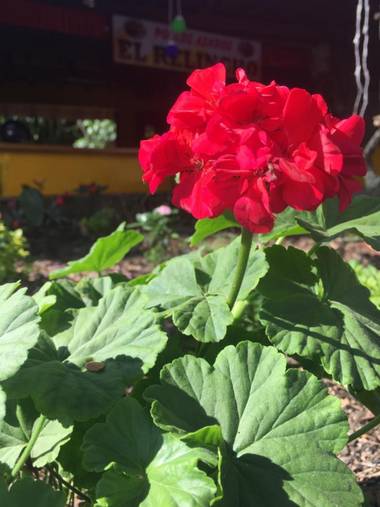 JA/Editor📷 en Hamelin: Flora  (Quibdó), Pelargonium zonale
