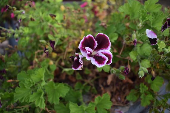 Solerantonio2 en Hamelin: Flora  (Avenida del Mediterráneo), Planta