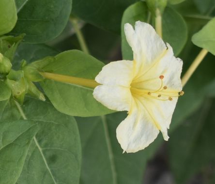 Solerantonio2 en Hamelin: Flora  (Almería), Planta
