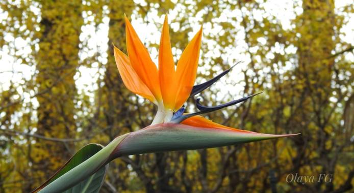 olaya96fg en Hamelin: Flora  (Elche), Strelitzia reginae, Ave del paraiso