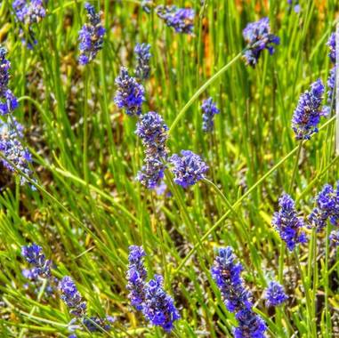 María G Terrones en Hamelin: Flora  (Brihuega), Campos de lavanda de Brihuega 