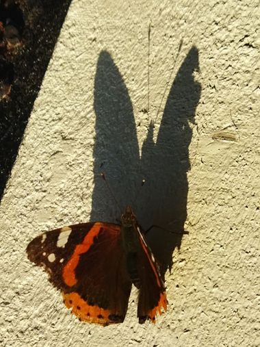 Carlos en Hamelin: Fauna  (CM-4102), Vanessa atalanta (Linnaeus, 1758), #mariposa 