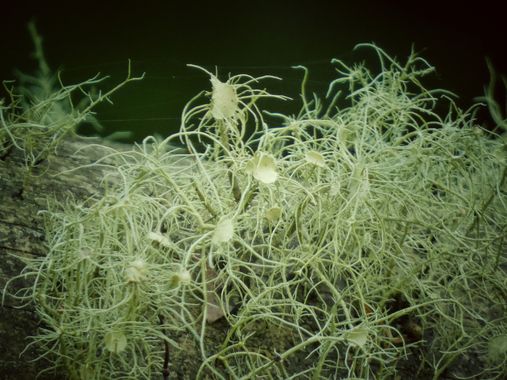 mariale en Hamelin: Flora  (Piloña), 📸 #marialemdza
viernes, 10/06/2022
💚 🌿🌳🌿💚 
#CumpleHamelin 
#Liquen #líquenes #lichen 
#Naturaleza #BellezaNatura...