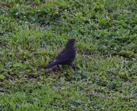 Solerantonio2 en Hamelin: Fauna  (Almería), Turdus merula Linnaeus, 1758, Ave