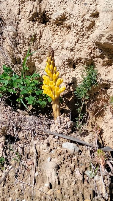 Solerantonio2 en Hamelin: Flora  (Sorbas), Cistanche phelypaea, Planta jopo de zorra