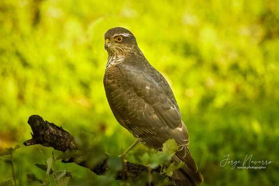 Jorge en Hamelin: Fauna  (Picón), Accipiter nisus (Linnaeus, 1758), Gavilán