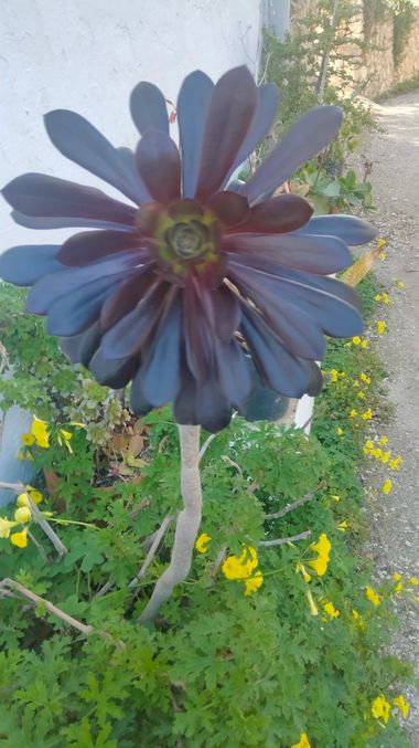 Solerantonio2 en Hamelin: Flora  (Sorbas), Planta