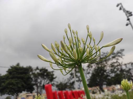 Zaynab en Hamelin: Flora  (Bogotá, D.C.), Comunidad