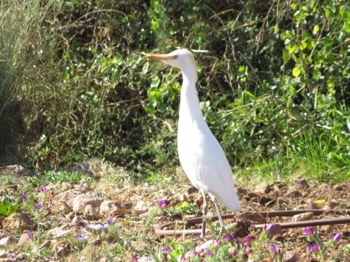 Solerantonio2 en Hamelin: Fauna  (Níjar), Bubulcus ibis (Linnaeus, 1758), Ave