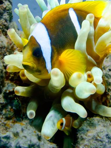 Palo Ortega Sánchez  en Hamelin: Fauna  (Red Sea Governorate), Learning from the great ones