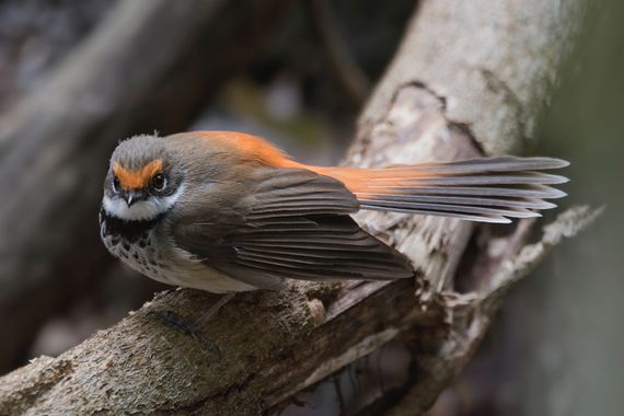 Ignicapillus en Hamelin: Fauna  (Gold Coast), Rhipidura rufifrons rufifrons, Abanico rufo (Rufous Fantail)
Con este sujeto os presento un género (Rhipidura...