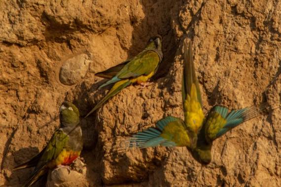 Jorge Bilbao  en Hamelin: Fauna  (Mar del Plata), Cyanoliseus patagonus (Vieillot, 1818), Loros barranqueras #avesdeargentina #birding #birds #aves #natura...