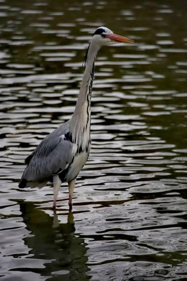 @sinaceramica en Hamelin: Fauna  (Barcelona), Ardea cinerea cinerea, #garzareal