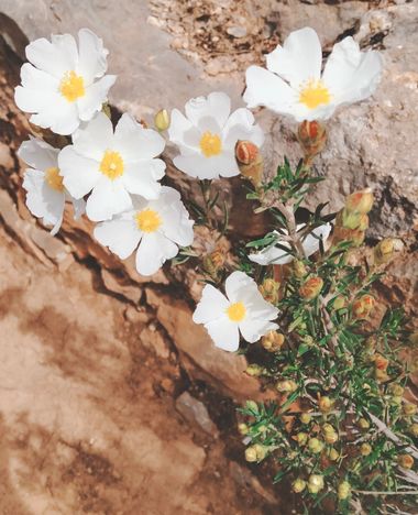 Solerantonio2 en Hamelin: Flora  (Almería), Cistus clusii, Planta