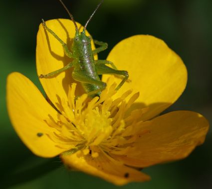 Inakiberruetaacebes en Hamelin: Fauna  (Areatza), #grillo del arbusto moteado#grillo moteado#saltamontes verde punteado #cumplehamelin  Puede alcanzar una ...