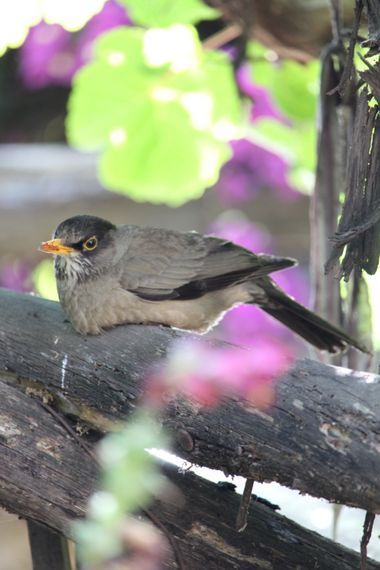XxPrOzMeNxX en Hamelin: Fauna, #aventura #bird #blumen #colores #colours #farben #flores #flowers #fotografia #fotografie #grün #green #hojas #leaves #lil...