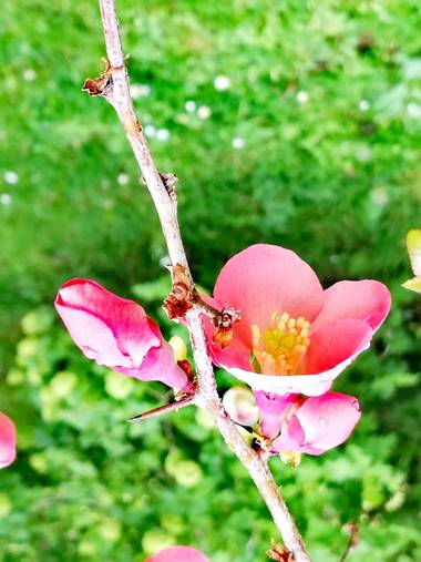 Pilicupa en Hamelin: Flora  (Madrid), Chaenomeles japonica, Una espina y una flor 🙃🙃
