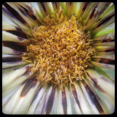 STEPHANIE 📸 en Hamelin: Flora, #flower #flowerphotography #flora #macro_captures_ #macro_captures_ 
