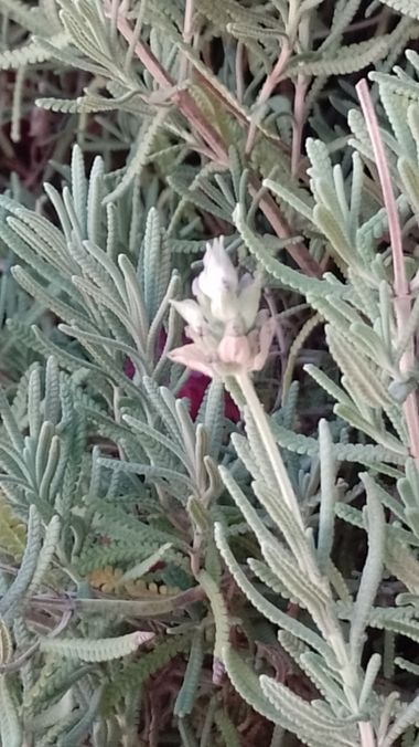 GrachuV. en Hamelin: Flora, Lavandula dentata, Lavanda💐🌼🌻🌿