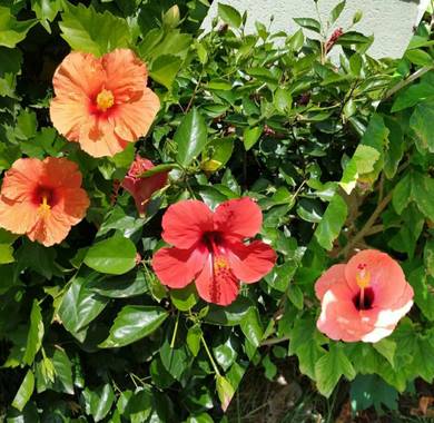 Maite  en Hamelin: Flora  (Moncofa), Hibiscus rosa-sinensis, #ParquesyJardines 