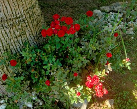 Solerantonio2 en Hamelin: Flora  (Comarca Metropolitana de Huelva), Rosas de jardin