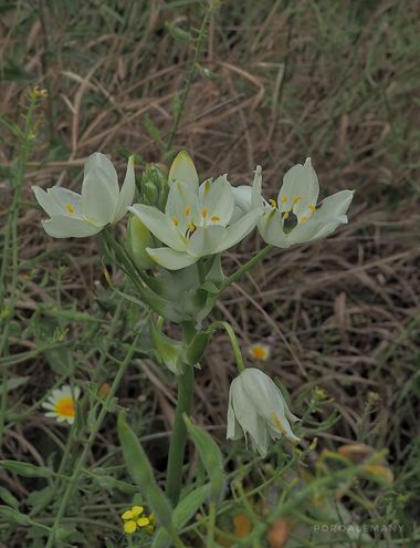 Alellipe en Hamelin: Flora  (Santa Eugènia), #floresblancas 