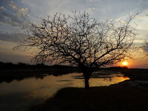 flacamlau en Hamelin: Paisaje  (La Capital), Atardecer en el Río Salado, Llambi Campbell, Santa Fe, Argentina.
El algarrobo, árbol fuerte, presente, tan ca...