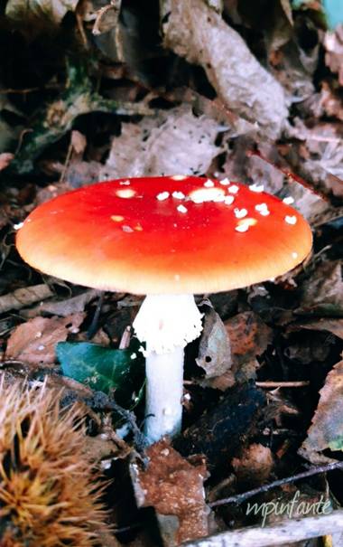 Mpinfante en Hamelin: Observación  (Sobrado), Amanita muscaria (L.) Hook., .