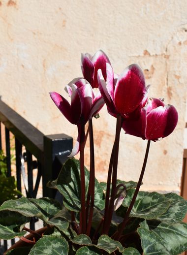 Solerantonio2 en Hamelin: Flora  (Trevélez), Cyclamen persicum, Planta