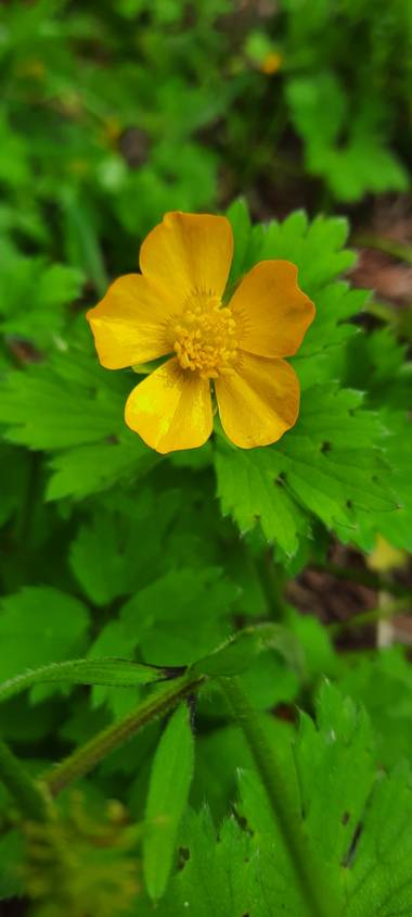 Alandree9 en Hamelin: Flora 