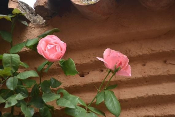 Solerantonio2 en Hamelin: Flora  (Almería), Planta