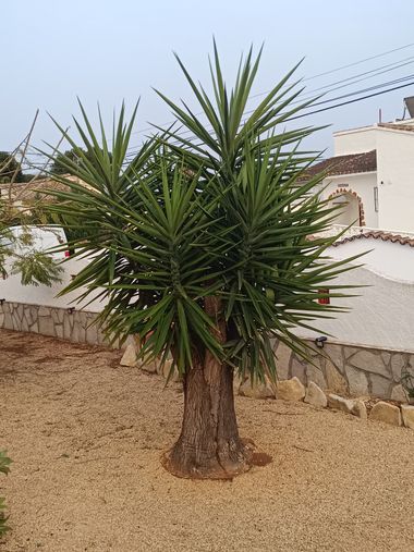 fernandezboix en Hamelin: Flora 