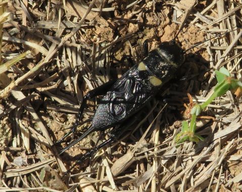 Solerantonio2 en Hamelin: Fauna  (Níjar), Insecto