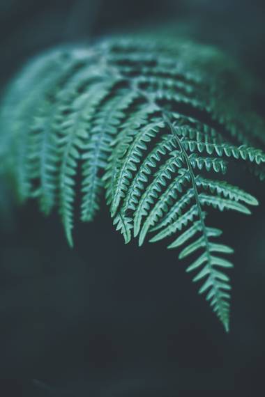 Garazi94 en Hamelin: Flora  (Derio), #flora21 #helechos #hojasverdes #darkness #nature