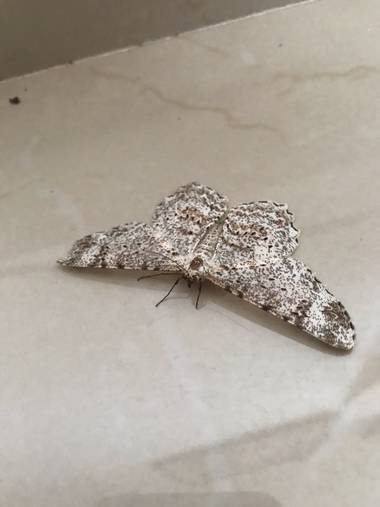 german.gonzalez.o en Hamelin: Fauna  (Marquetalia)