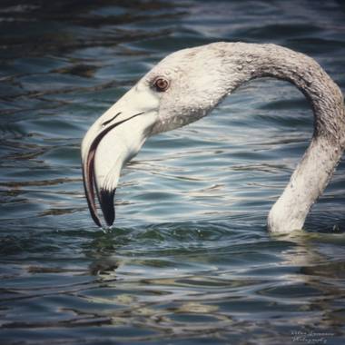 Yatoma66 en Hamelin: Fauna  (Santa Pola), Phoenicopterus roseus Pallas, 1811, Por el Clot de Galvany 