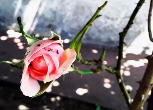 Gabriela Analía Russo en Hamelin: Flora, Rosa chinensis, #rosal #parquesyjardines 