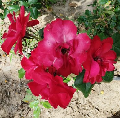 Solerantonio2 en Hamelin: Flora  (Almeria), Rosas de jardin