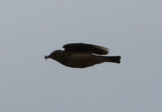 Solerantonio2 en Hamelin: Fauna  (Níjar), Lullula arborea (Linnaeus, 1758), Ave