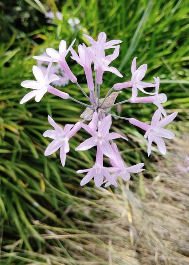 Solerantonio2 en Hamelin: Flora  (Almeria), Tulbaghia violacea, Planta