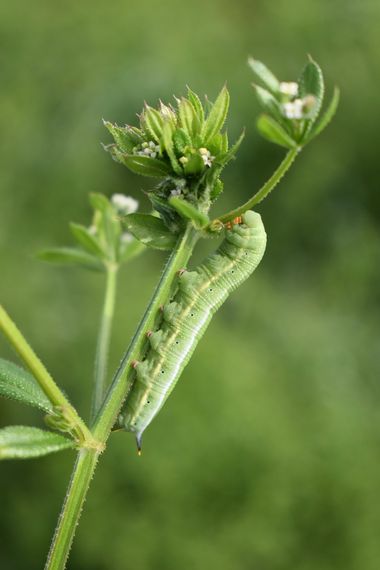 Beethovenzujo_86 en Hamelin: Fauna  (Murcia), Oruga de la Esfinge colibri 

#nature #naturelovers #caterpillar #naturalezamurcia #naturaleza_spain #green #...