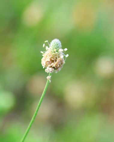 Juanatlantida82 en Hamelin: Flora, Plantago lagopus, Flores 