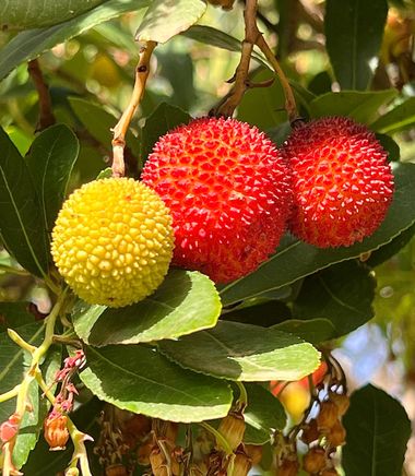 su en Hamelin: Flora  (Ronda), #flora #fruta 