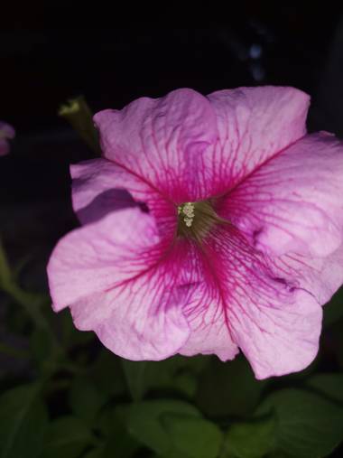 Amigomar197171 en Hamelin: Flora  (Cali), Flor de la petunia
La flor de la petunia puede ser de dos formas distintas, la podemos encontrar en forma individ...