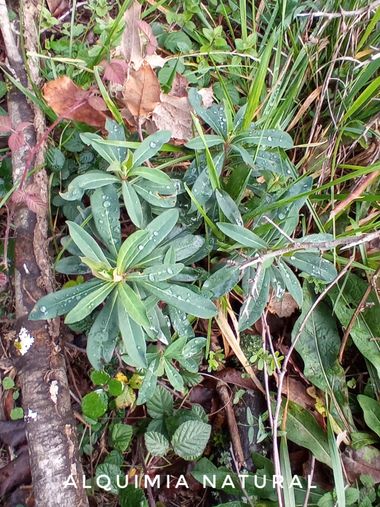 Alquimia Natural en Hamelin: Flora  (Liendo), Euphorbia amygdaloides, #invierno2023 